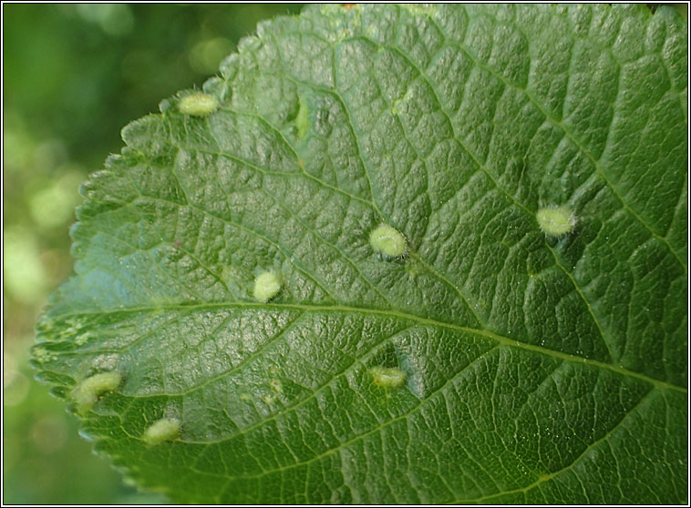 Eriophyes