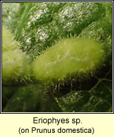 Eriophyes sp