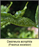 Dasineura acrophila