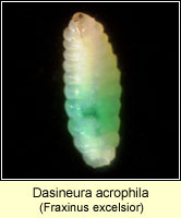 Dasineura acrophila