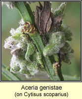 Aceria genistae