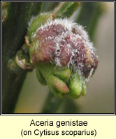 Aceria genistae