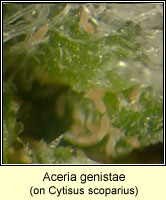 Aceria genistae