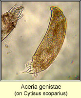 Aceria genistae