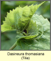 Dasineura thomasiana