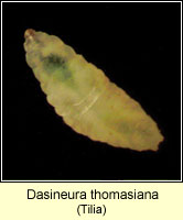 Dasineura thomasiana