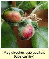 Plagiotrochus quercusilicis