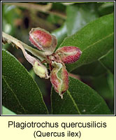 Plagiotrochus quercusilicis