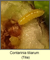 Contarinia tiliarum