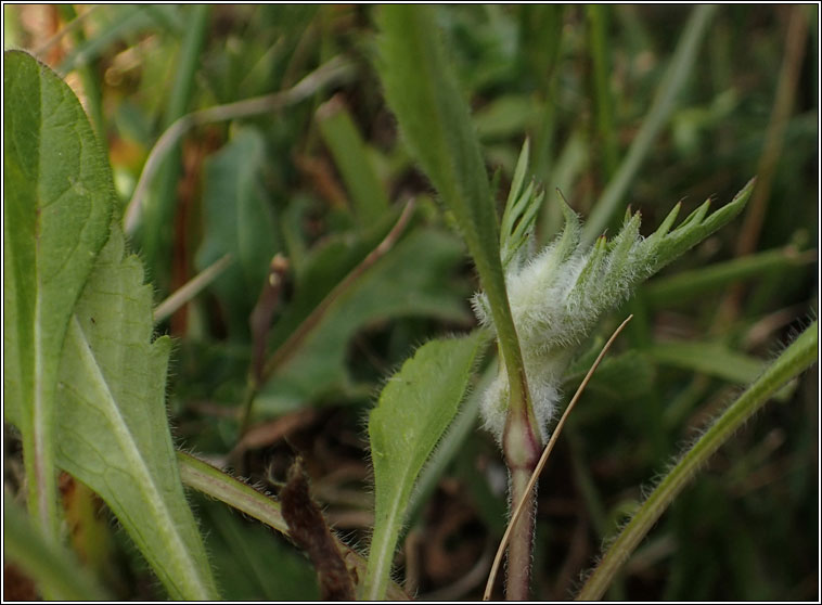 Jaapiella scabiosae