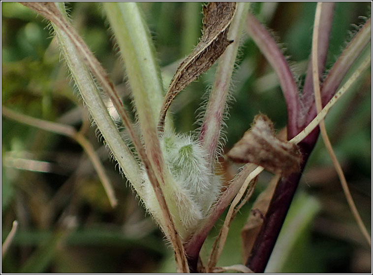 Jaapiella scabiosae