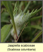 Jaapiella scabiosae