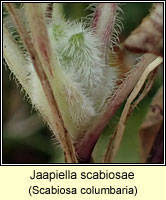 Jaapiella scabiosae