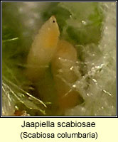 Jaapiella scabiosae