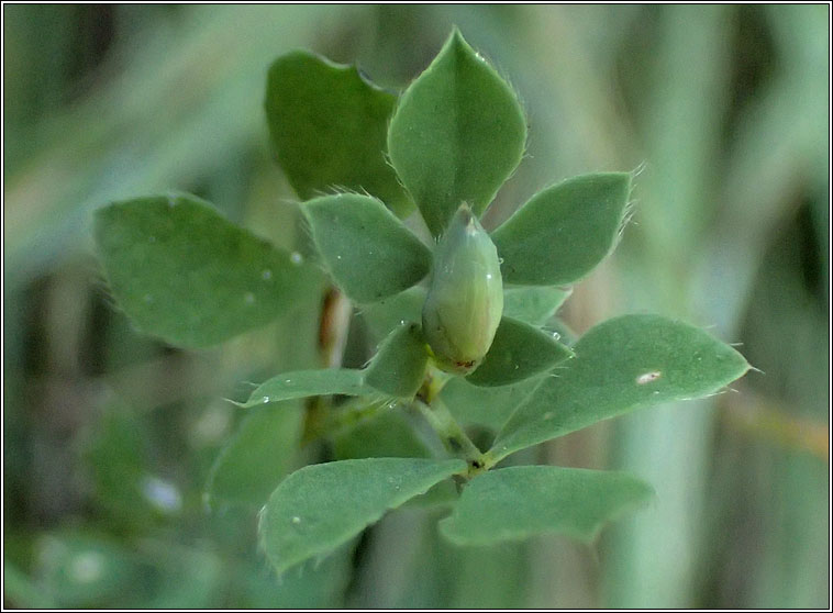 Jaapiella loticola