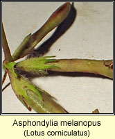 Asphondylia melanopus