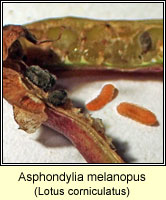 Asphondylia melanopus