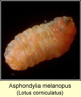 Asphondylia melanopus