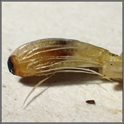 Urophora quadrifasciata