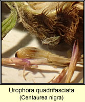 Urophora quadrifasciata