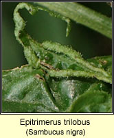 Epitrimerus trilobus