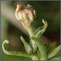 Rhopalomyia ptarmicae