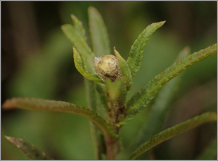 Rhopalomyia ptarmicae