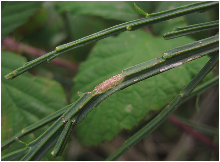 Hexomyza sarothamni