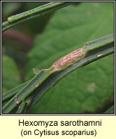 Hexomyza sarothamni