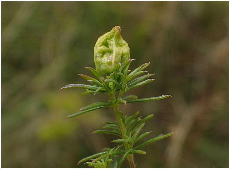 Aceria galiobia