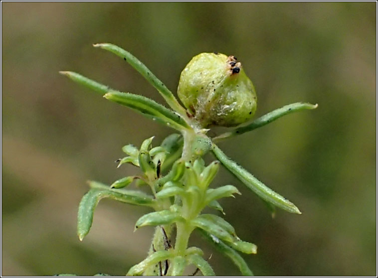 Aceria galiobia