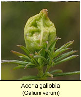 Aceria galiobia