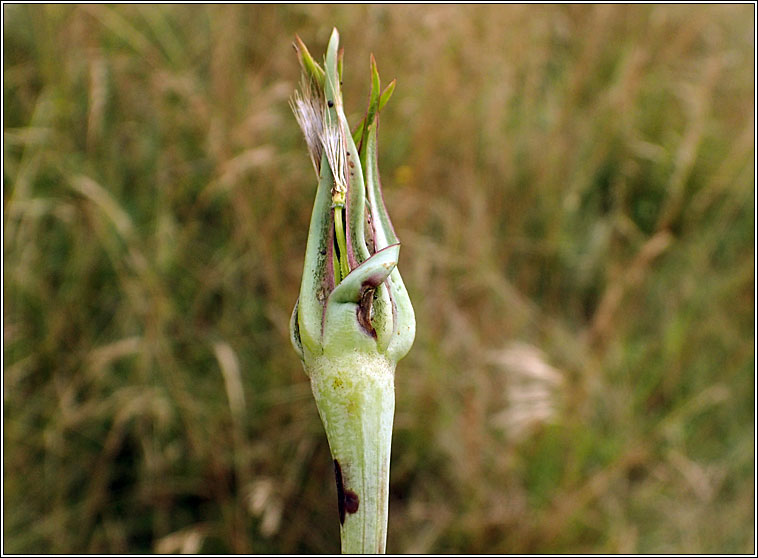 Contarinia tragopogonis