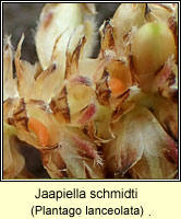 Jaapiella schmidti