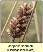 Jaapiella schmidti