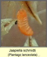 Jaapiella schmidti