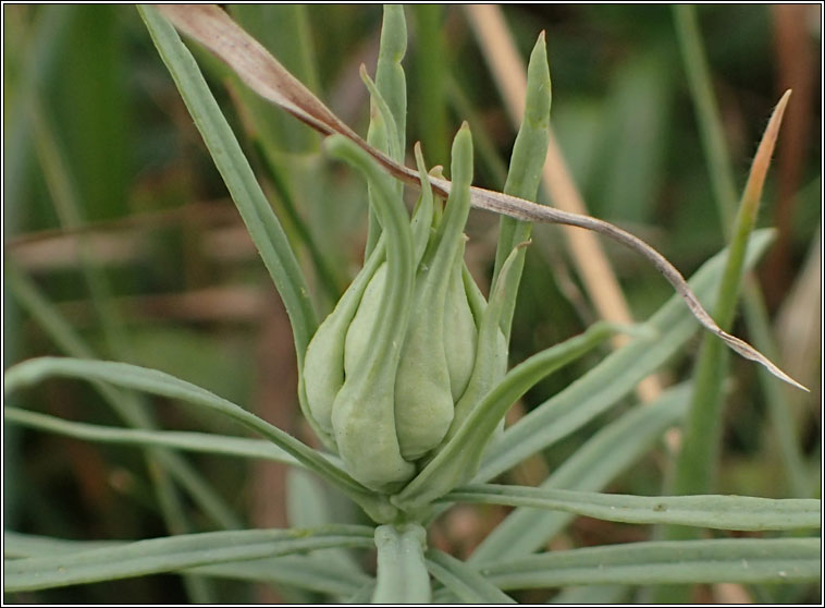 Diodaulus linariae