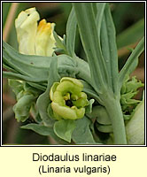 Diodaulus linariae