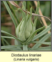 Diodaulus linariae