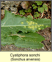 Cystiphora sonchi