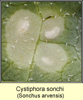 Cystiphora sonchi