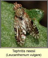 Tephritis neesii