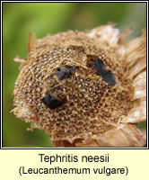 Tephritis neesii