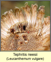 Tephritis neesii