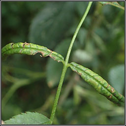 Blennocampa phyllocolpa