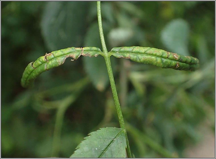 Blennocampa phyllocolpa