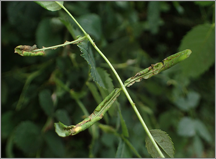 Blennocampa phyllocolpa