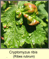 Cryptomyzus ribis