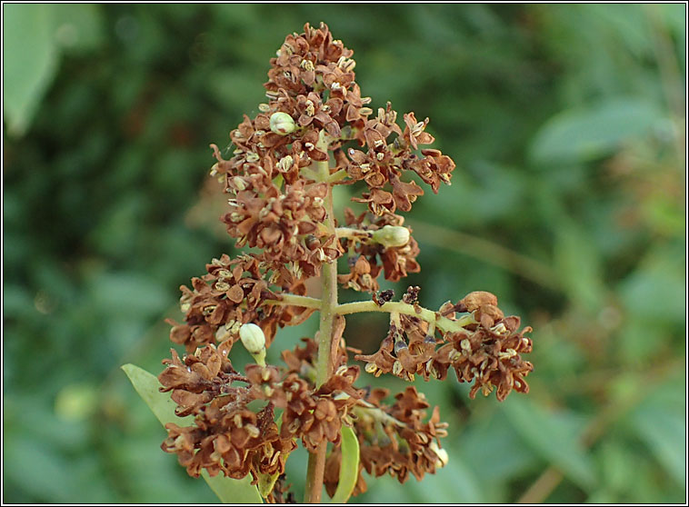 Placochela nigripes