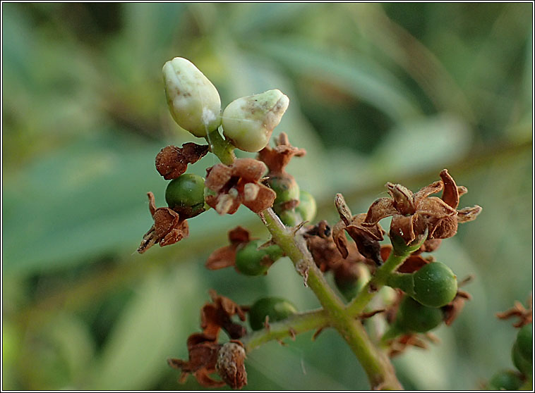 Placochela nigripes